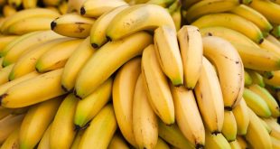 الموز.. فوائد عديدة وآثار جانبية تستوجب الانتباه