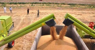 تجارة صلاح الدين: خطة لتسويق أكثر من مليون و600 ألف طن من الحنطة