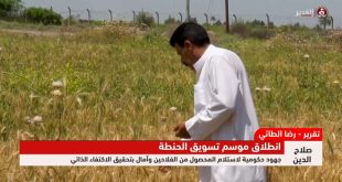 انطلاق فعاليات الموسم التسويقي لمحصول الحنطة في صلاح الدين