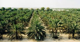 نخيل وزيتون ورمان.. خطة لتحويل العراق من أرضٍ قاحلة إلى خضراء بـ5 ملايين شجرة