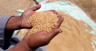 الزراعة النيابية: الدعم الحكومي أدى لتحقيق الاكتفاء الذاتي لمحصول الحنطة