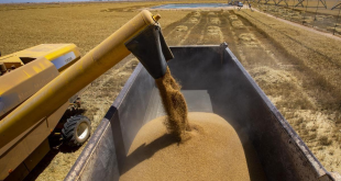 وزارة التجارة: إجراءات مشدّدة للحفاظ على محصول الحنطة من الأمطار