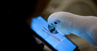 باحثون: الحيوانات يمكنها التحدث مع بعضها عبر الإنترنت