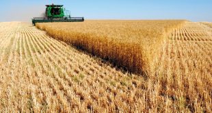 التجارة تعتزم تسلم نحو 7 ملايين طن من محصول القمح خلال هذا الموسم