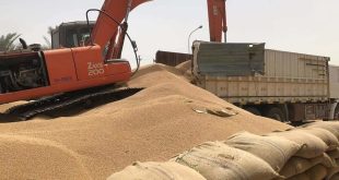 التجارة: واسط تتصدر المحافظات في تسويق الحنطة