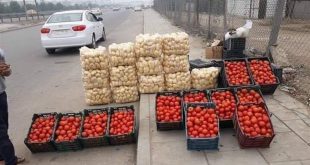 الزراعة تعلن تصدير محصولي البطاطا والطماطم بعد تحقيق الاكتفاء الذاتي