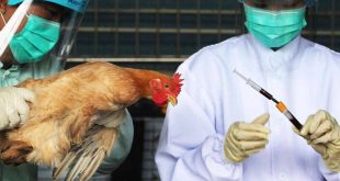 تحذير.. فيروس إنفلونزا الطيور يحاول ترسيخ نفسه في البشر!