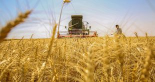 التجارة تُسوِّق مليوني طن من القمح وتتوقع أن تكون نينوى الأولى بالعراق