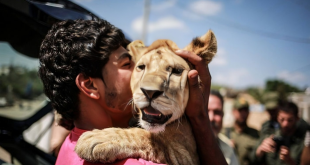 الأمن النيابية تطالب بمحاسبة المتجولين مع الحيوانات المفترسة والجهات المقصرة بمنعهم