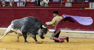 إسبانيا تودع تقليداً دام قرون.. مصارعة الثيران في طريقها إلى الانقراض