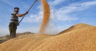 مع اقتراب نهاية موسم الحصاد.. تصاعد عمليات تسويق الحنطة في صلاح الدين