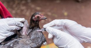 اكتشاف سلالة شديدة العدوى من فيروس إنفلونزا الطيور