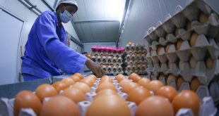 الزراعة: رفع التعرفة الجمركية على بيض المائدة يدعم الإنتاج الوطني