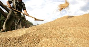 التجارة: مستحقات الفلاحين تصرف خلال 24 ساعة بعد تسلم الحنطة المسوقة