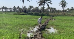 الزراعة: صرف 400 مليار دينار لتعويض المزارعين المتضررين من سيول 2019