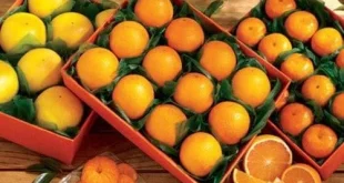 العراق يبرز في سوق البرتقال العربي كمنتج رئيسي ومستورد مهم