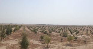 الأنبار: إنجاز زراعة أكثر من 7 آلاف شجرة مقاومة للجفاف لمواجهة التصحر