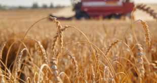 بالارقام.. الزراعة تعلن عن رقم قياسي لإنتاج الحنطة في الموسم الحالي
