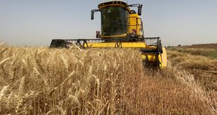التجارة تعلن عن تجاوز الكميات المسوقة من محصول الحنطة لحاجز الـ 6 ملايين طن