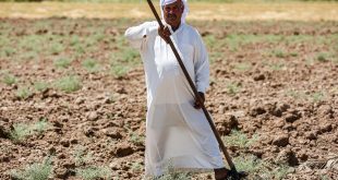 إعداد قانون جديد لاستثمار الأراضي الزراعية في العراق