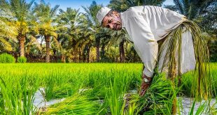 ابرزها العنبر والياسمين.. خطة حكومية لإنجاح وتوسيع زراعة رز المشخاب في النجف الأشرف