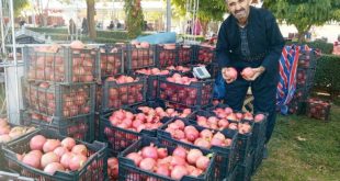 بالصور .. انطلاق فعاليات مهرجان الرمان في حلبجة