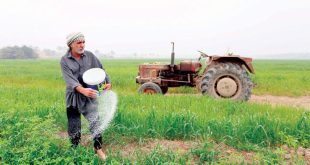 وزارة الزراعة تحدد موعد تسويق محصول الشلب