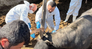 الزراعة النيابية تحذر: الحمى القلاعية لا تزال تهدد الماشية في العراق