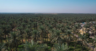 العراق يتصدر العالم في عدد النخيل ويحقق زيادة ملحوظة في إنتاج التمور