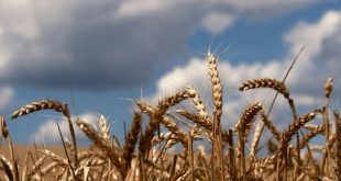 علماء يطورون طريقة جديدة لزيادة محصول القمح وتحسين التربة