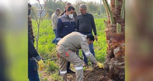 زراعة الأنبار تستنفر كوادرها لمواجهة سوسة النخيل الحمراء