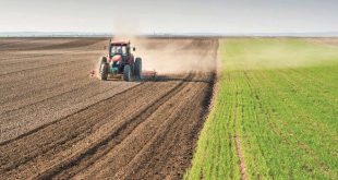 بعد الأمطار الأخيرة.. الزراعــــــــة تضع خطة لتوسيع المساحات المزروعة