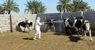 وزارة الزراعـــــة: نعتمد تقنية حديثة تستهدف الناقل الرئيس لمرض الحمى النزفية