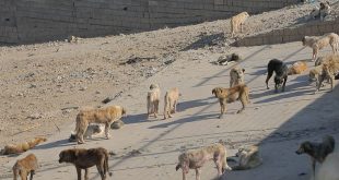 مختص يحذر من مخاطر قتل الكلاب السائبة ويدعو لبدائل علمية