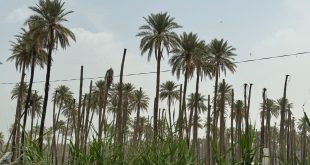 محافظة بغداد أكثر من 500 إصابة بـ “سوسة النخيل” شمال العاصمة