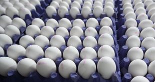 لتخفيض اسعاره:7 آلاف كارتون بيض يومياً من كردستان إلى بغداد