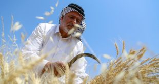 بعد الأمطار الأخيرة.. خطة لزيادة المساحات المزروعة من محصولي الحنطة والشعير