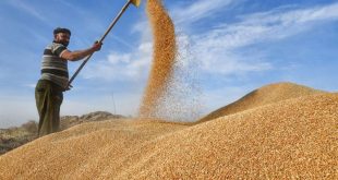 التجارة توضح آلية تسلم الحنطة المتأخرة وتؤكد خضوعها للفحص النوعي