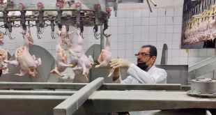 وزارة الزراعة تحدد موعدًا لبدء حظر استيراد الدجاج