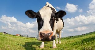 الزراعـــــة: دخول شحنة أبقار هولندية بعد إخضاعها للفحوصات البيطرية