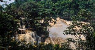 علماء: الغابات الإفريقية تتحول إلى مصدر لانبعاثات ثاني أكسيد الكربون