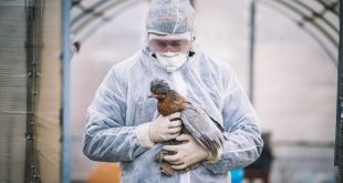 اللحظة الحرجة لتحول إنفلونزا الطيور إلى وباء بشري