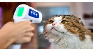 عدوى جديدة خطيرة قد تنتقل من الحيوانات الأليفة إلى البشر