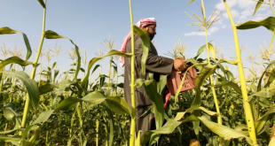 تتضمن 10 انشطة زراعيـــة.. 600 دونم لتشييد مدينة الشباب في بغـــــداد