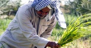 تجاوزت 233 مليار دينار.. المالية تعلن تمويل الدفعة السابعة من مستحقات الفلاحين