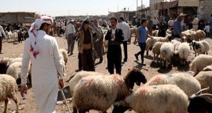 الزراعــــــة: أكثر من 17 مليون رأس من الماشية في العـــراق