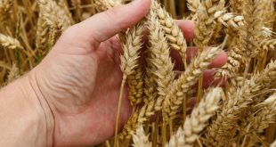 وزارة الزراعة تتحرك  لضمان الأمن الغذائي