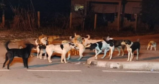 مختص يحذر من تداعيات قتل الكلاب السائبة على الصحة والبيئة