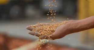 الجمعيات الفلاحية تحذر من تداعيات خفض أسعار تسويق الحنطة على القطاع الزراعي