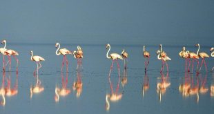 منها طائر الفلامنكـــــــــو.. 1000 طير مهاجر تعرض للصيــــــد الجائر خلال شهر
